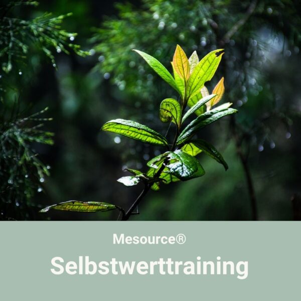 12. Jan 2027 Start | Mesource® Selbstwerttraining